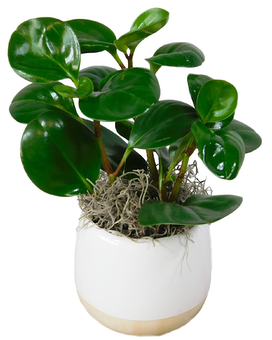 Standard size, 10.5 inches height and 5 inches wide.