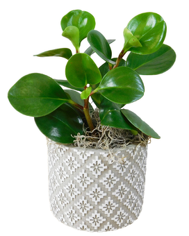 Standard size, 11 inches height and 6 inches wide.
