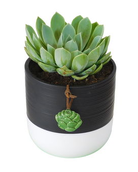 Standard size, 7 inches height and 4.5 inches wide.