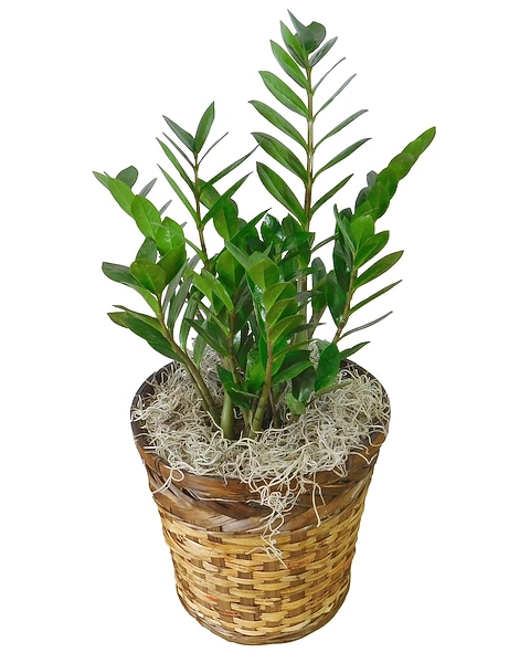 ZZ Plant 8" in Tempe AZ - Watson's Florist & Flower Delivery