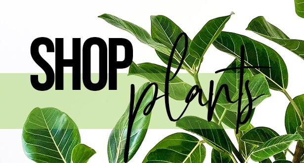 Jonesboro Florist Flower Delivery By Posey Peddler