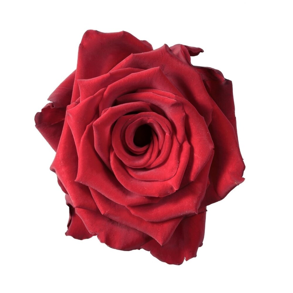 Classic Red Roses Vased in Jonesboro AR - Posey Peddler