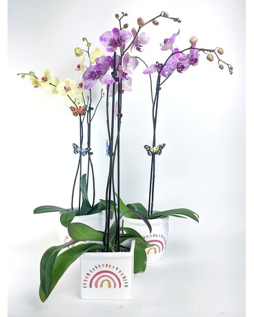 Orchid In Pot Plant