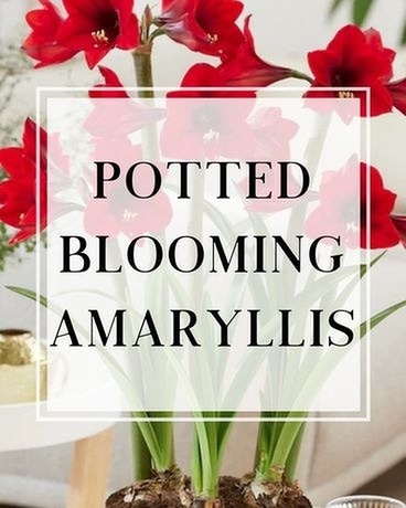 Potted Blooming Amaryllis Plant