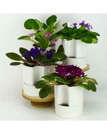 Violets in Self-Watering Pot Plant