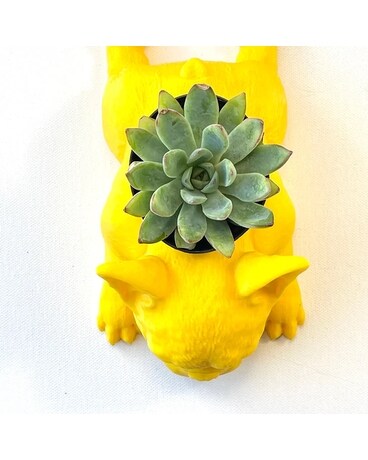 Frenchie Sploot Planter Plant