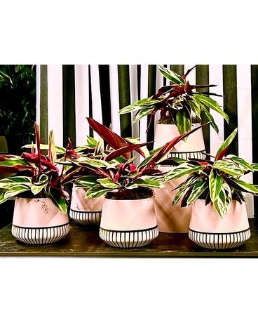 Lovely TrioStar Plant Plant