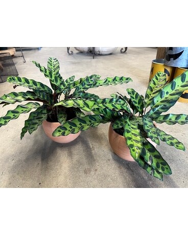 Rattlesnake Plant Plant