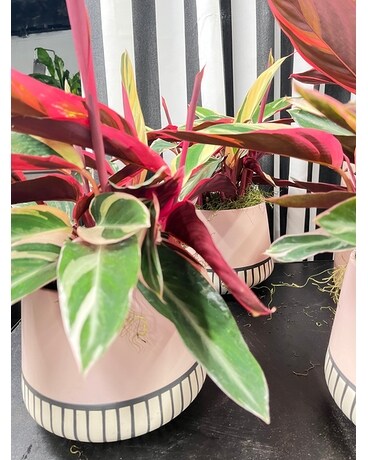 Trio Star Pixie Planter Plant