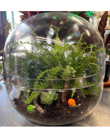 Observatory Terrarium Plant