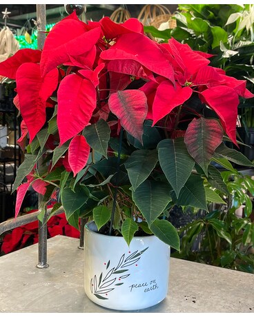 Peace On Earth Poinsettia Plant