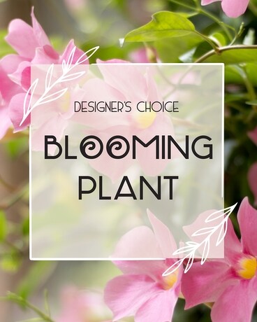 Blooming Plants Plant