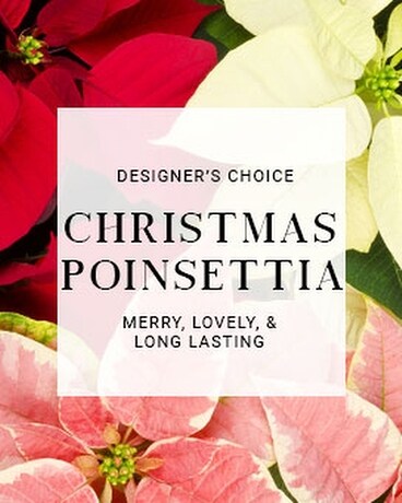 Christmas Poinsettia | Poinsettias Plant