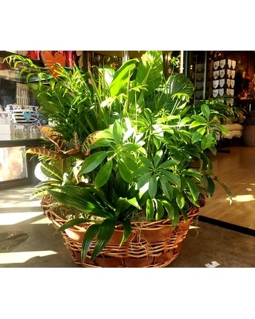 Laundry Basket Plant