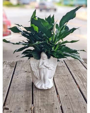 Angelic Peace Planter Plant