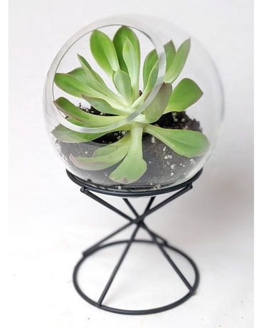 Orbit Terrarium + Succulent Plant
