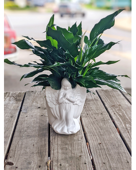 Angelic Peace Planter size,  inches height and  inches wide.