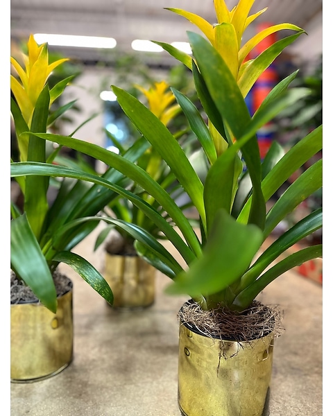 Stunning  Bromeliads Arrangement  Pot