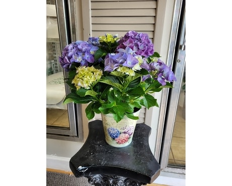Lavishing Lavender Hydrangea Custom product