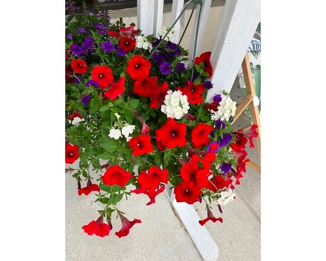 Petunia Blooming Hanging Plant Flower Arrangement