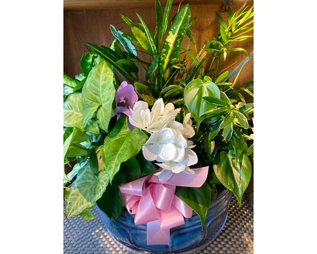 12 inch Dish Garden Flower Arrangement