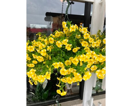 Yellow and White Petunia Hanging Basket Flower Arrangement