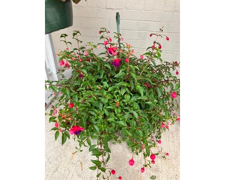 Fuchsia Hanging Plant Flower Arrangement
