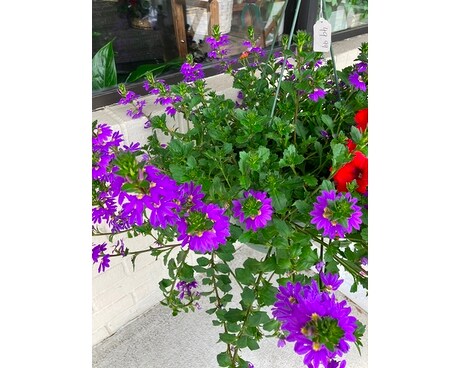 Scaevola (Fan Flowers) Hanging Basket Flower Arrangement