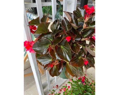 Red Begonia Hanging Basket Flower Arrangement