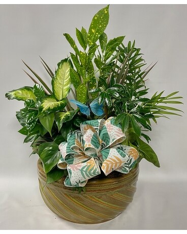 8IN Dish Garden Flower Arrangement