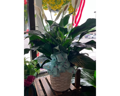 8in. Peace Lily Full of Blooms Flower Arrangement