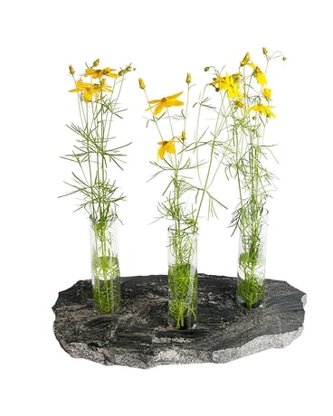 Triple Bud Vase Gifts