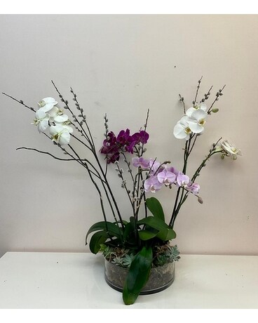 Premium Orchid Garden Plant