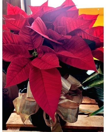Holiday Poinsettia Plant