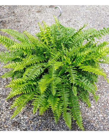 Hanging Boston Fern Basket Plant