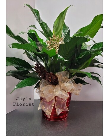 Jay's Special Peace Lily Plant