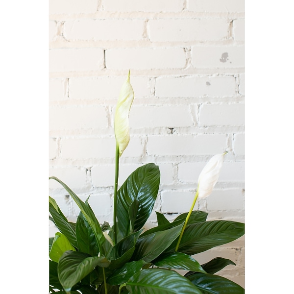 palm plant for outdoors 7 Fan Palm Tree UV Resistant (Indoor/Outdoor)