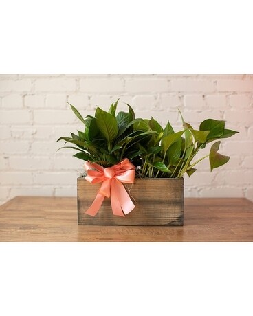Plant Duo Planter