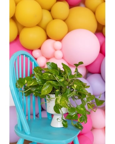 Down to Earth Plant Flower Arrangement