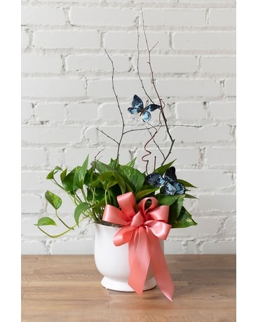 Plant with Butterflies Flower Arrangement