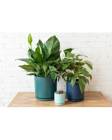 Gift of Green Flower Arrangement