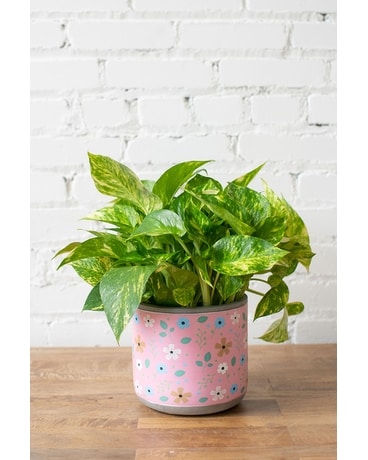 Potted Pothos Flower Arrangement