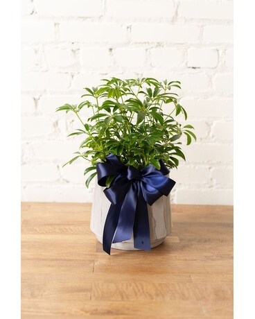 Butterflies Planter Flower Arrangement