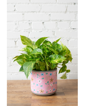 Potted Pothos Flower Arrangement