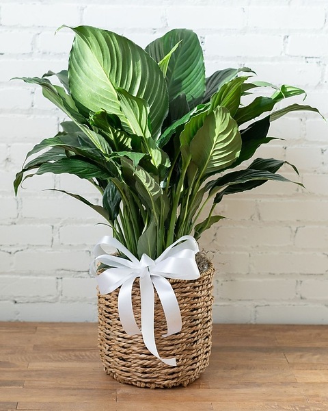 Peace Lily - Medium in Piqua OH - Genell's Flowers
