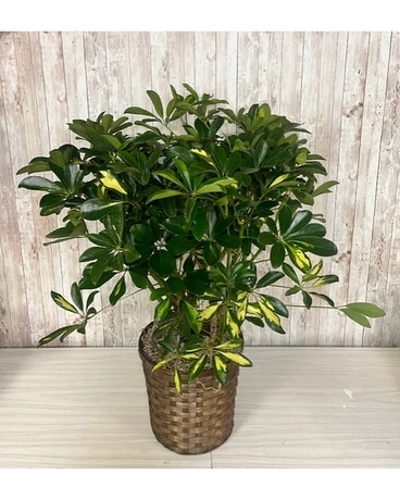 Scherfflera plant in basket Plant