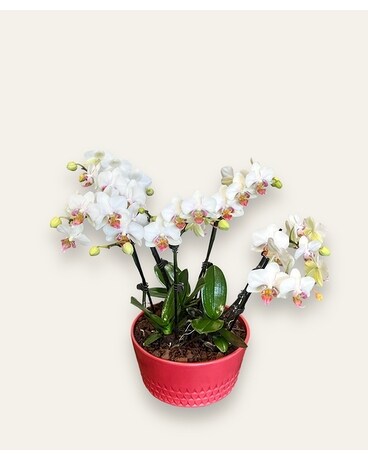 Multi Orchids plants in ceramic bowl Plant