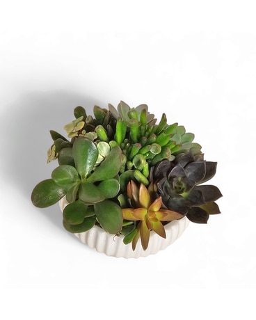 Modern Mixed Succulents Plants Dish Garden Plant