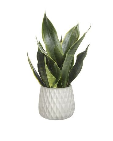 Growing Art Sansevieria Plant Flower Arrangement