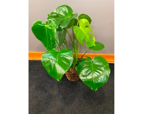 Monstera Plant